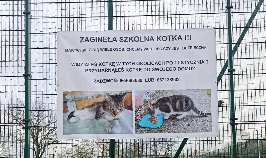 Zagadką pozostaje, w jaki sposób kotka znalazła się kilka...