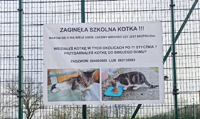 Zagadką pozostaje, w jaki sposób kotka znalazła się kilka kilometrów od Zielonej Góry