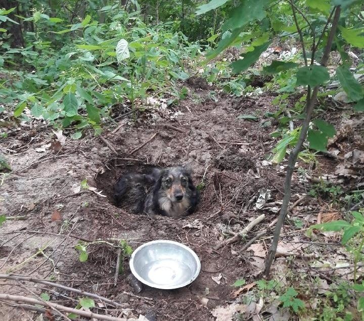 W Hucie Komorowskiej ktoś żywcem zakopał psa. Policja szuka sprawcy bestialskiego czynu [ZDJĘCIA]
