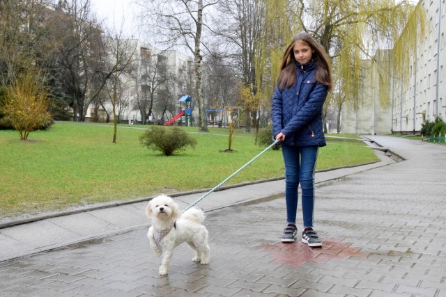 Rezolutna Gabrysia Siwek prosi o zgłaszanie się do niej tych mieszkańc&oacute;w, najchętniej z osiedla Bocianek w Kielcach, kt&oacute;rzy chcieliby, aby ktoś wyprowadził im pieska na spacer.