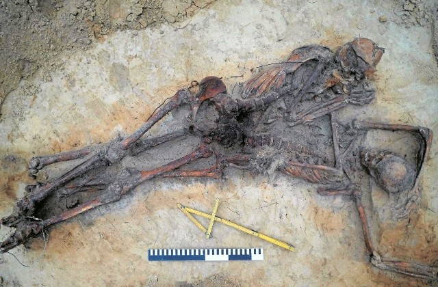 Dwa szkielety znalezione w lesie były związane drutem i kablem. Czy są to ofiary zbrodni komunistycznej, ustalą badania