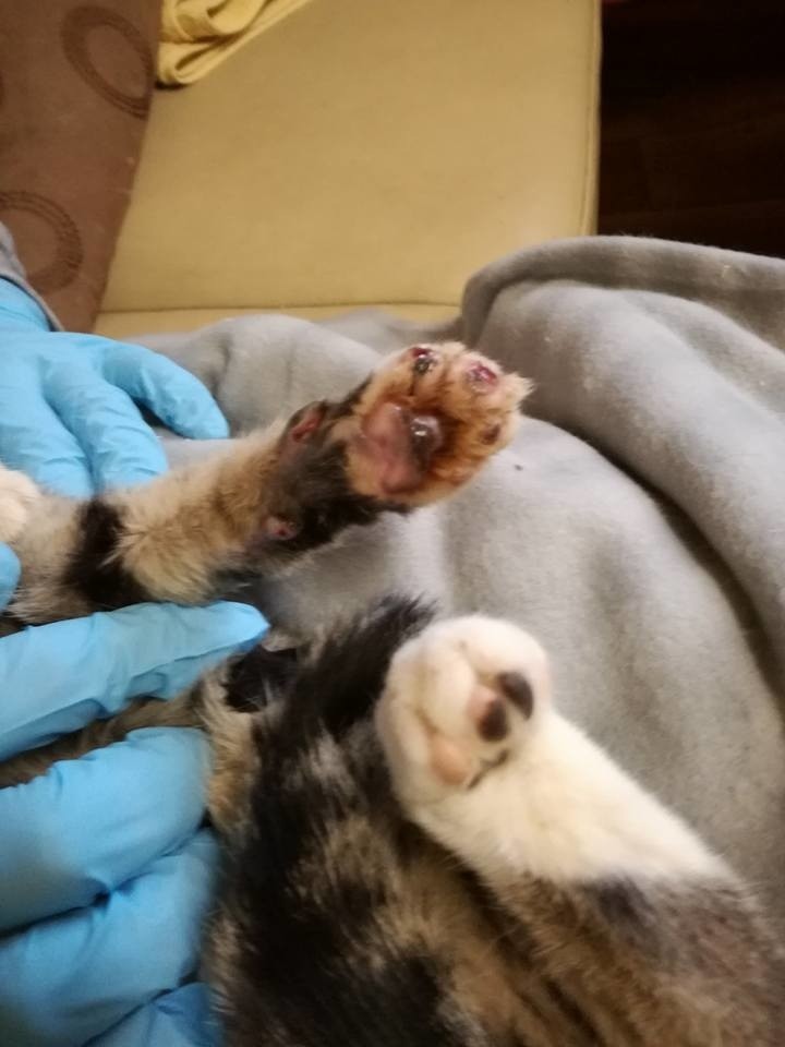 Poturbowana kotka wraca do zdrowia w raciborskim schronisku