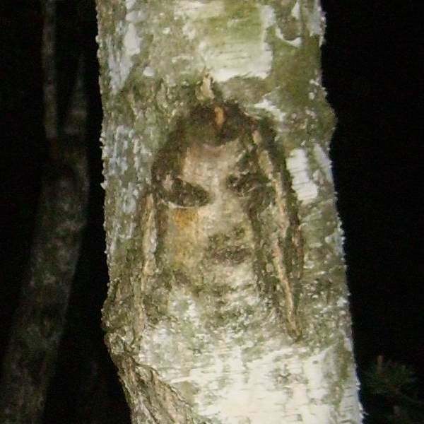 Twarz  odbita na brzozie w lasach Michałowa przypomina niektórym wizerunek z Całunu Turyńskiego.