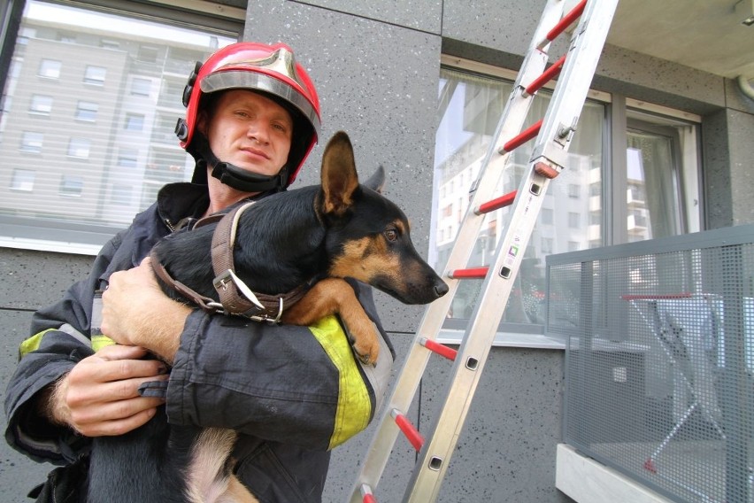 Pies od kilku dni zamknięty na balkonie. Uratowali go strażacy (ZDJĘCIA)