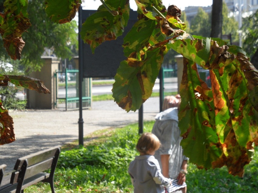 Częstochowa: Szkodniki niszczą piękne kasztanowce w Parku Jasnogórskim [ZDJĘCIA]