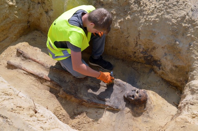 Prace archeologiczne na cmentarzu przy jednym ze szkieletów z terenu nazywanego Góry Kościelne w Jeżowem, przysiółku Pikule