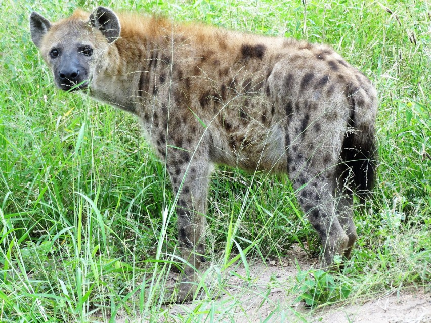 Bydgoszczanin na safari: nie dałem się pożreć lwom