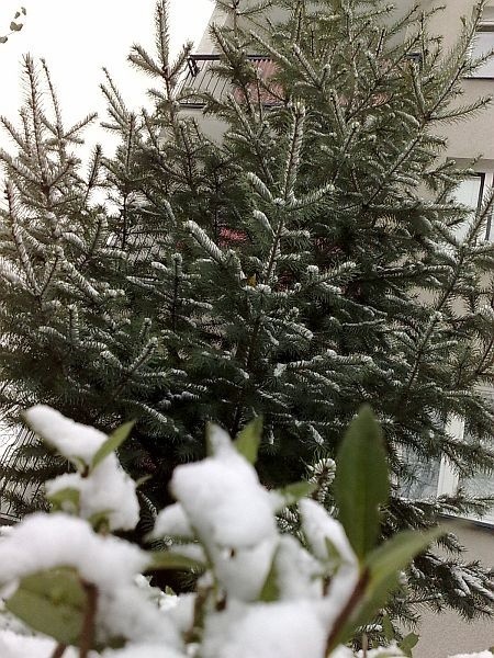 Śnieg leży na drzewach i krzewach.