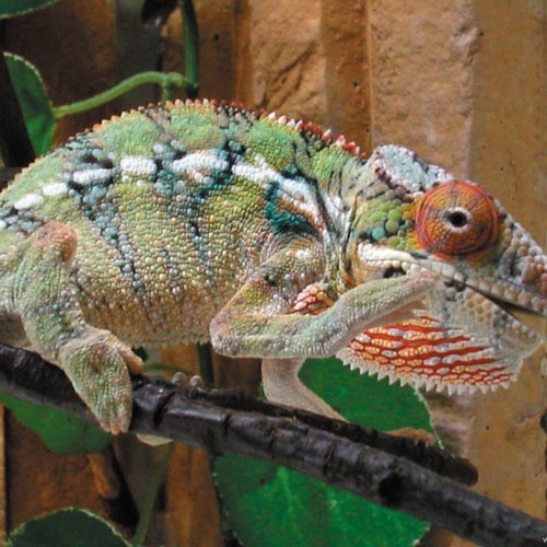 Trudno wymienić wszystkie gatunki tworzące jedną wielką rodzinę kameleonów.  Niektóre są bardzo efektownie ubarwione; przypominają wręcz baśniowe smoki.
