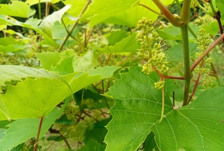 Liście winogron zapobiegają wiotczeniu małosolnych....