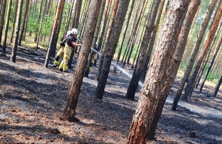 Pożar lasu w okolicach Bożenkowa i Samociążka.