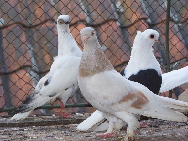 Rasowe gołębie "przylecą" do Skaryszewa | Echo Dnia Radomskie