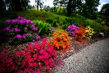 Mikołów. Śląski Ogród Botaniczny znów czynny. Zobaczcie, jak tam pięknie! Bajeczne kolory, bujna roślinność i malownicze plenery