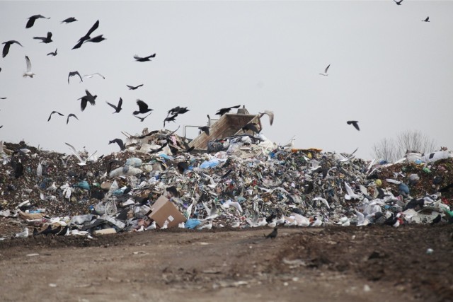 Ponad 30 mln zł warte są umowy na odbiór odpadów z terenu Opola do końca marca 2021 roku.
