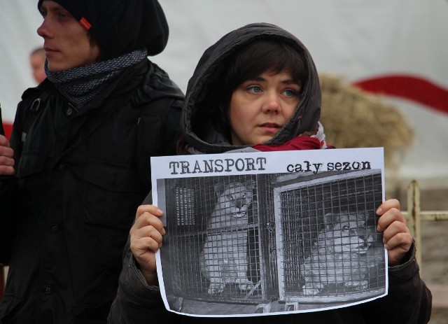 Ponad 30 aktywistów protestowało w niedzielę (10 kwietnia) przeciwko wykorzystywaniu dzikich zwierząt w cyrkowych przedstawieniach. Wśród protestujących znalazł się m.in. radny Grzegorz Hryniewicz."Twój ubaw moje cierpienie" oraz "Nie dla zwierząt w cyrku" - takie hasła można było przeczytać na transparentach zrobionych przez młodych aktywistów, którzy zebrali się w niedzielę, punktualnie o godzinie 14.00, pod wejściem do Cyrku Zalewski przy ul. Wojska Polskiego.- Dlaczego tu jesteśmy? Bo nie chcemy, żeby zwierzęta były wykorzystywane. Żeby były bite, tresowane, żeby przez pół roku przesiadywały w ciasnych klatkach. Chcemy, żeby w Zielonej Górze pojawił się zakaz wjazdu dla cyrków ze zwierzętami - tłumaczyła Patrycja Jelak, organizatorka niedzielnego protestu i wraz z pozostałymi uczestnikami akcji próbowała przekonywać mieszkańców, by nie kupowali biletu na przedstawienie. 