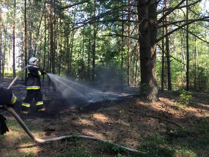 Nowiny Kasjerskie. Pożar lasu gasili strażacy z OSP Knyszyn (zdjęcia)