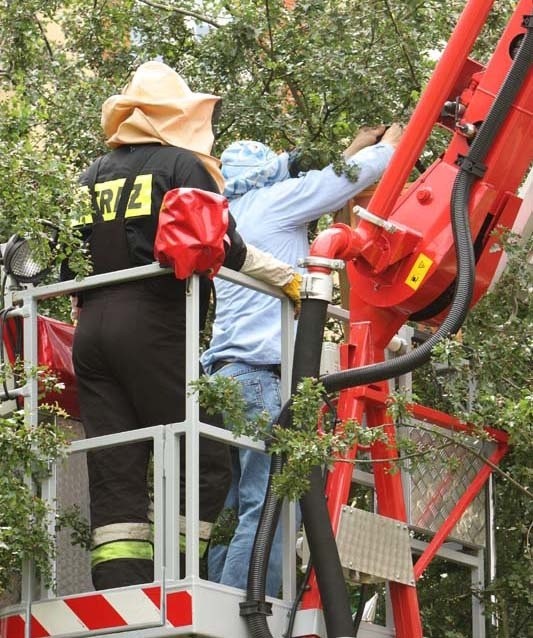 Jeden ze strażaków wraz ze specjalistą ostrożnie zgarnęli je z gałęzi i pszczoły zostały wywiezione do pasieki.