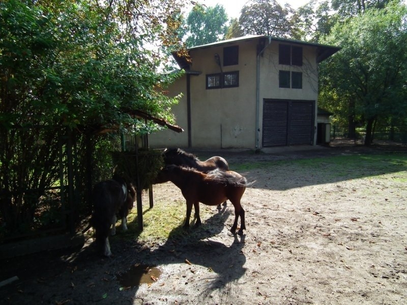 Niegdyś w ogrodzie zoologicznym przy ul. Zwierzynieckiej...