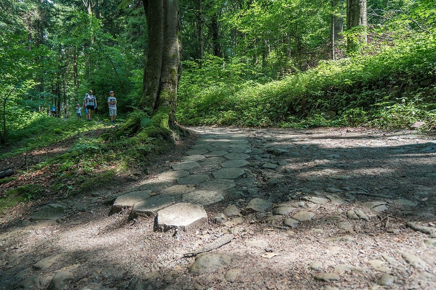 Spacer na Górę Parkową grozi skręceniem kostki