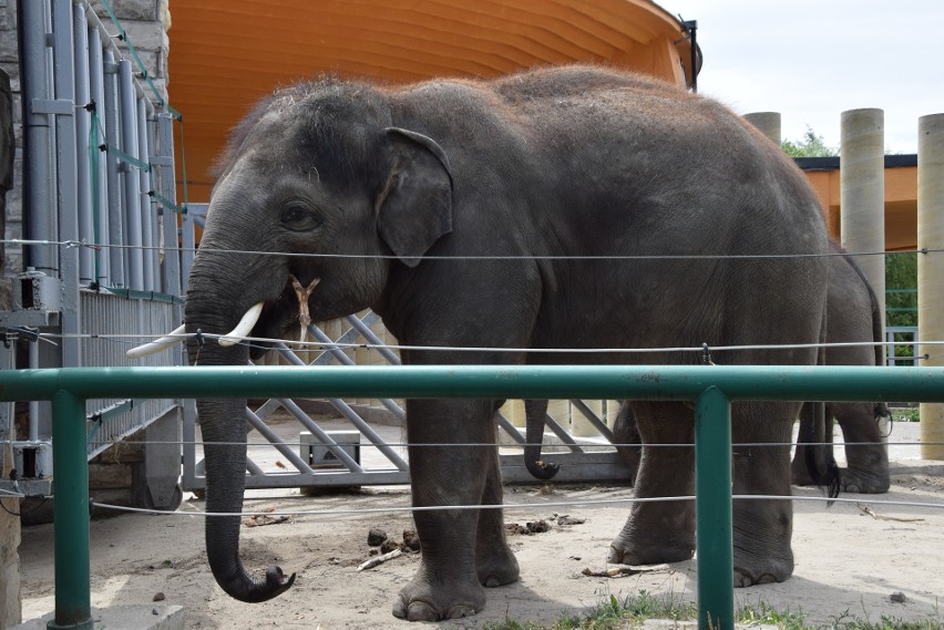 Najwięksi domownicy chorzowskiego zoo