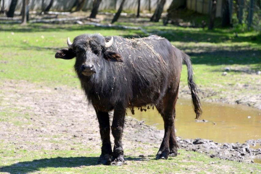 Pierwsze ZOO w województwie świętokrzyskim! Powstało z pasji... (WIDEO, zdjęcia)