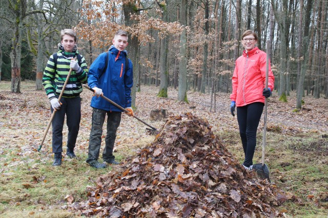 Akcja sprzątania liści kasztanowców w Puszczy Tarnowskiej