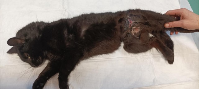 Miasteckie Stowarzyszenie „Bezdomny Kundelek” nagłaśnia kłusownictwo w lesie w Pasiece niedaleko siedziby miejscowego nadleśnictwa. We wnyki, zapewne przez przypadek, złapał się kot.