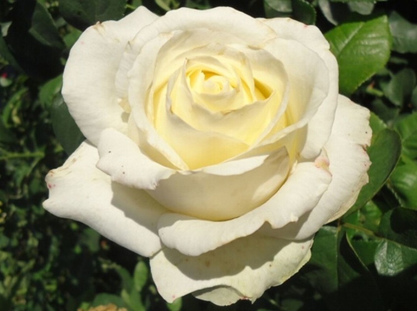 Róże - królewskie piękno w każdym ogrodzie. Które najpopularniejsze?
