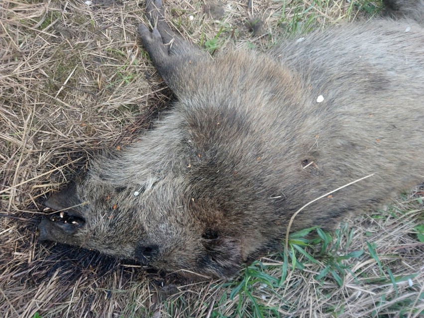 Szczątki dzika znalezione na jednym z wrocławskich osiedli