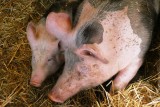 Sytuacja na rynku świń jest dynamiczna, ceny też, a weterynaria potwierdza kolejne ogniska ASF w gospodarstwach