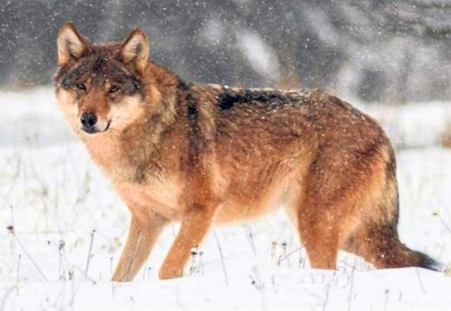 Odłowiona w marcu wilczyca, która spacerowała po ulicach Białowieży, zamieszka niedaleko Koszalina.