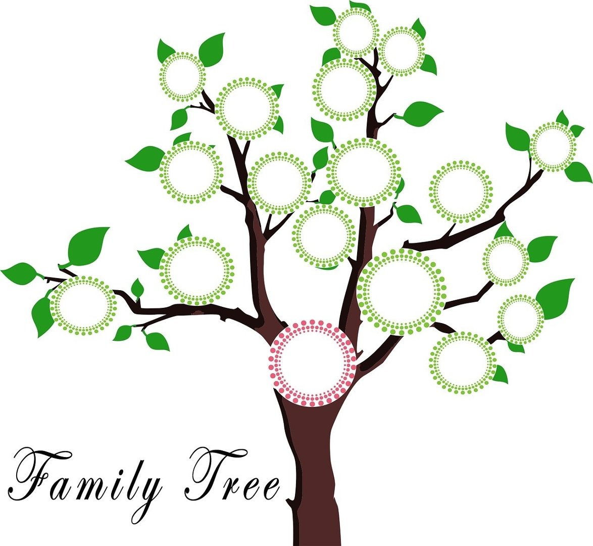 Drzewo Genealogiczne Wzor Jak Narysowac Drzewo Genealogiczne Rodziny 4 03 Express Bydgoski