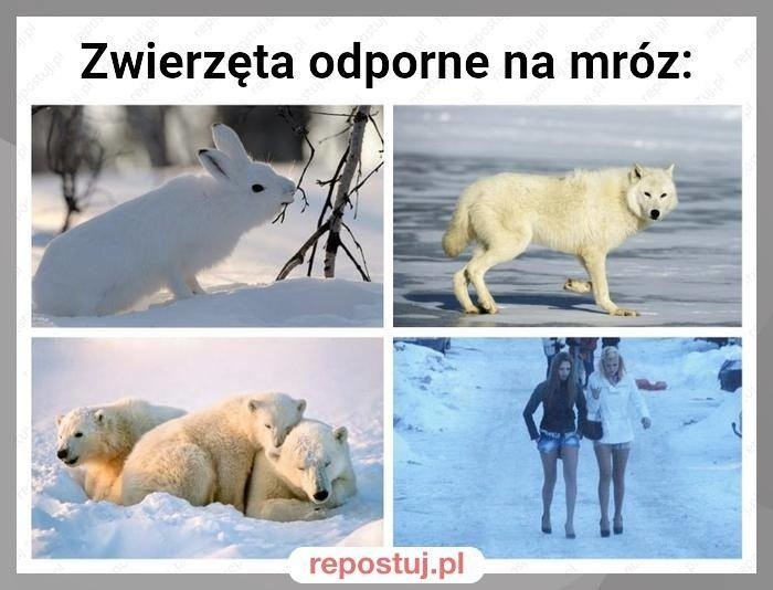 Województwo podlaskie nawiedziły przymrozki. Internauci...