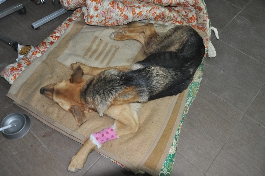 Zagłodzony owczarek uratowany przez 16-latka. Pies w stanie agonalnym. Właściciel pijany (ZDJĘCIA)