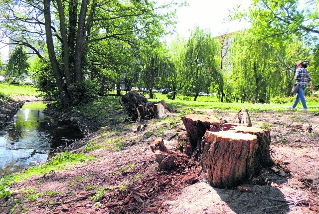 Tak wygląda teren obok przepływającej Strugi Toruńskiej po wycięciu przewróconych przez wiatr drzew