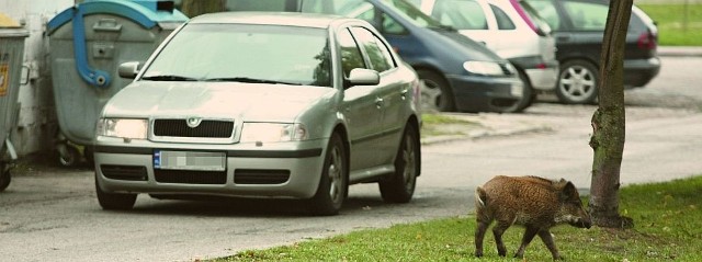 Dzikie zwierzęta możemy spotkać nie tylko na drogach. Coraz częściej pojawiają się one nawet w dużych miastach.