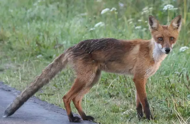 Lis jest drapieżnikiem. Poluje głównie na gryzonie ptaki jak również gady i płazy, nie gardzi też padliną oraz jagodami i orzechami.