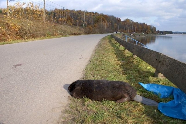 Bóbr prawdopodobnie zginął od uderzenia samochodu