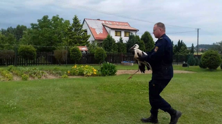 Gdyńscy strażnicy miejscy uratowali puchacza i bociana [ZDJĘCIA]