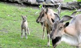 Nowe zwierzęta i atrakcje dla zwiedzających w toruńskim Ogrodzie Zoobotanicznym