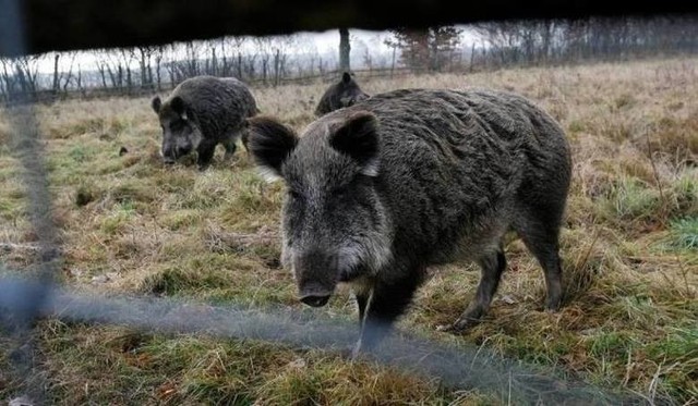 Problem z dzikami w Gorzowie trwa od dawna - zwierzęta coraz pewniej czują się w mieście.