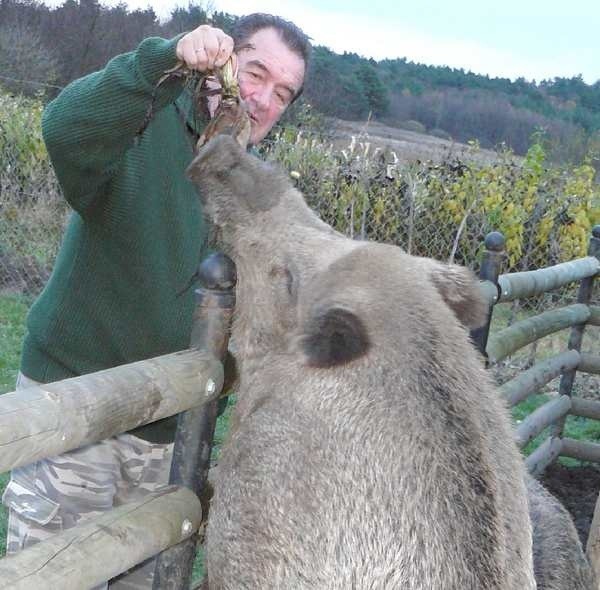 Odyniec Kuba waży ponad 100 kg, ale widząc kukurydzę w ręku Andrzeja Kistowskiego bez trudu wspina na ogrodzenie po przysmak