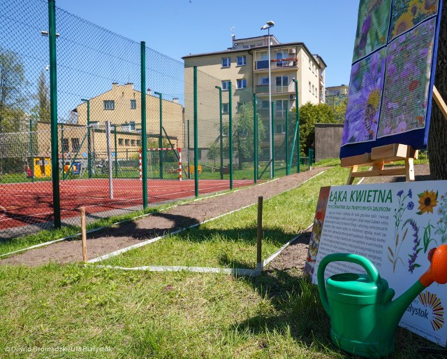 W 20 placówkach oświatowych w Białymstoku z inicjatywy urzędu miejskiego zostaną utworzone łąki kwiatowe o łącznej powierzchni 1000 m2.