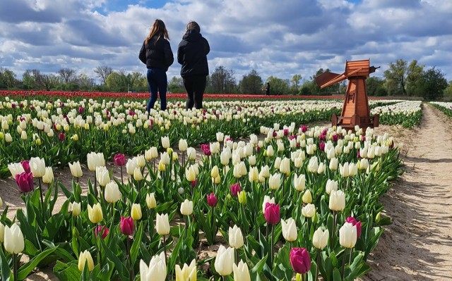 Tulipanowy ogród "O Rany, Tulipany" w Błotniku wystartował. Można już zrywać kwiaty i tworzyć multikolorowe  bukiety