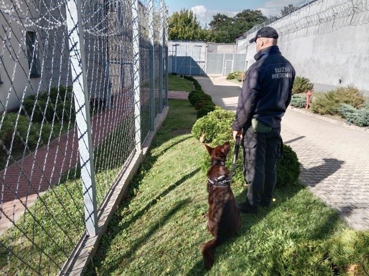 Ćwiczenia psów specjalnych w Oddziale Zewnętrznym Aresztu Śledczego w Stawiszynie. Zobacz zdjęcia