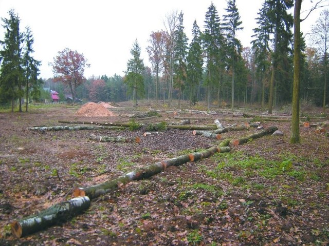 W Niewodnicy Kościelnej wycięto prawie trzy hektary lasu. Mieszkańcy ulicy Topole są oburzeni. Nie zgadzają się z decyzją urzędników.
