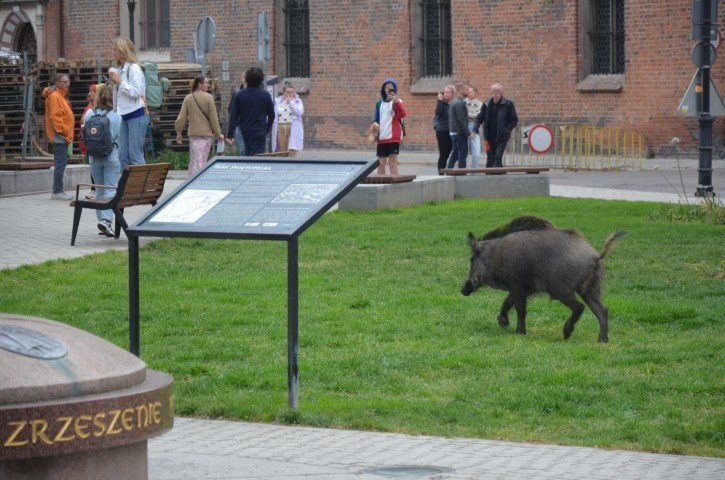 Dzik spacerował po centrum Gdańska, pasł się na trawniku przy placu Świętopełka 24.05.2022. Interweniowała Straż Miejska. Zobaczcie zdjęcia