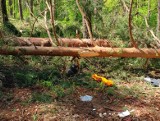 Tragedia w Małej podczas wycinki w lesie: zginął 56-latek uderzony konarem, traktorzysta był pijany