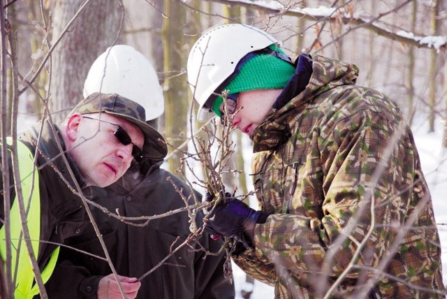 Eksperci pobierają gałązki z drzew, aby sprawdzić, czy są zaatakowane przez szkodniki.