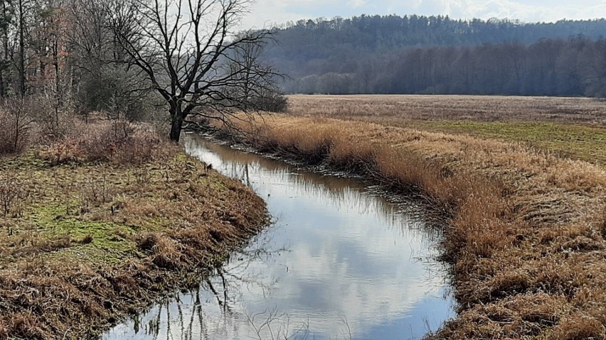 Rezerwat Bukowa Góra odwiedził ostatnio Paweł Kopeć z Nowej...